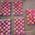 New Crop of Qinguan Apple Is Coming Soon